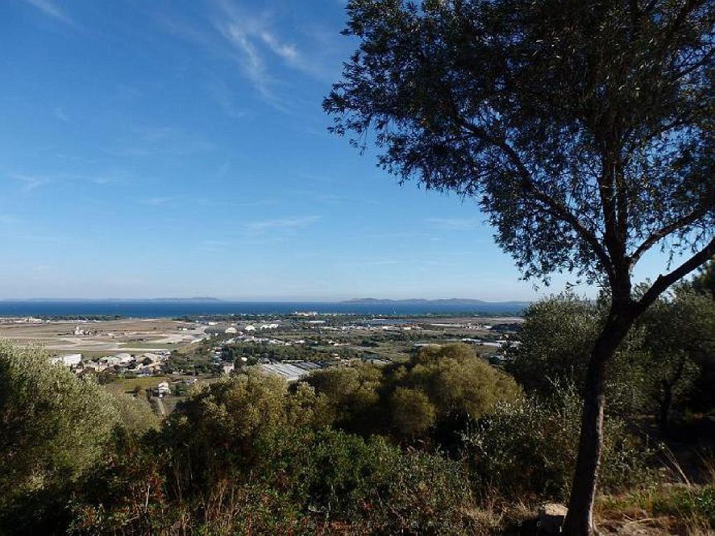 183 HYERES ET SES PALMIERS D15_000028.jpg